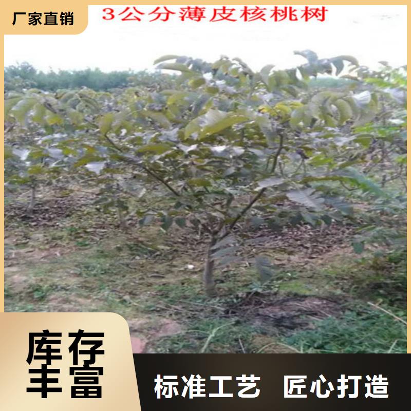 【核桃苗珍珠枣油桃树苗敢与同行比质量】