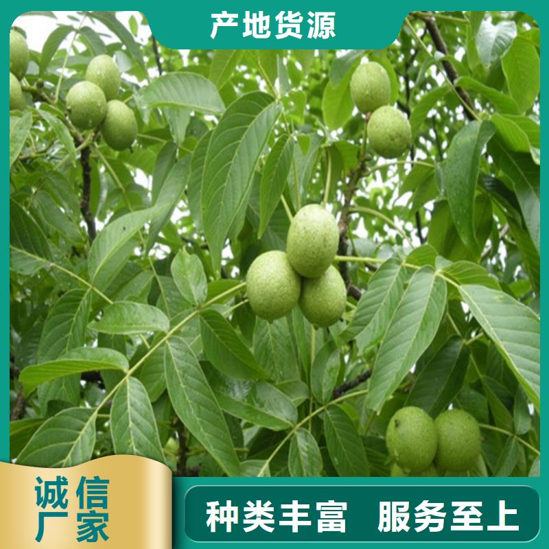 【核桃苗珍珠枣油桃树苗敢与同行比质量】