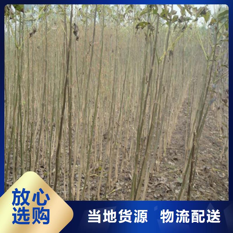 核桃苗-大棚草莓苗价格实惠