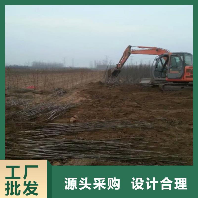 核桃苗黄金苹果树苗基地专注细节更放心