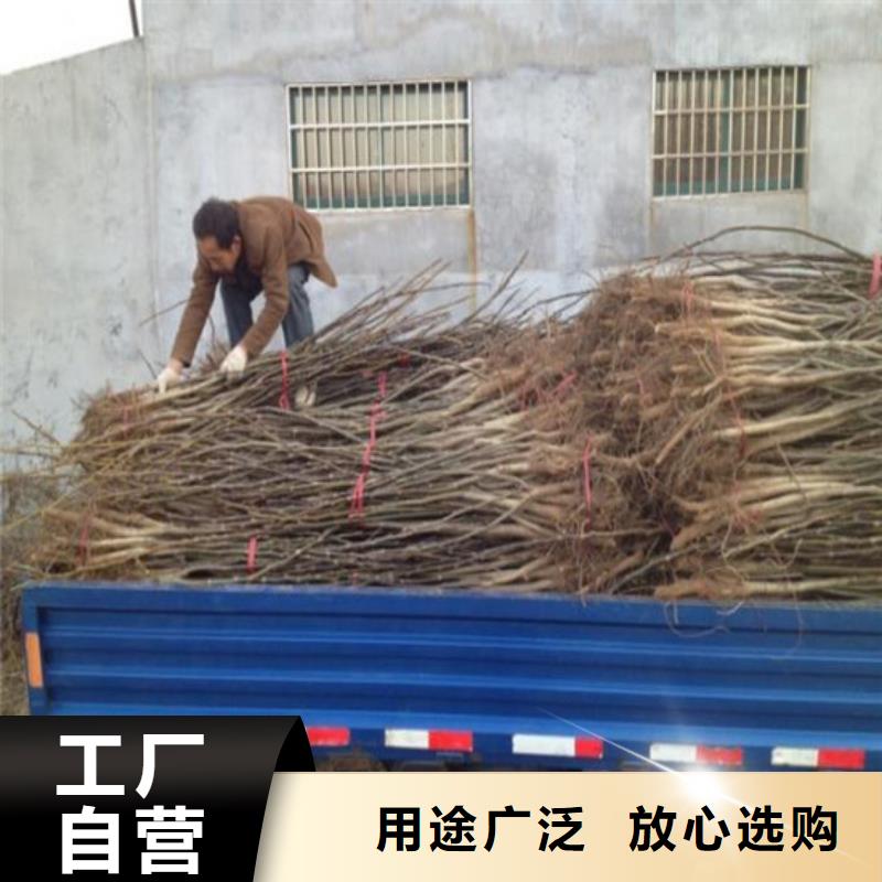 核桃苗-苹果苗基地优质材料厂家直销