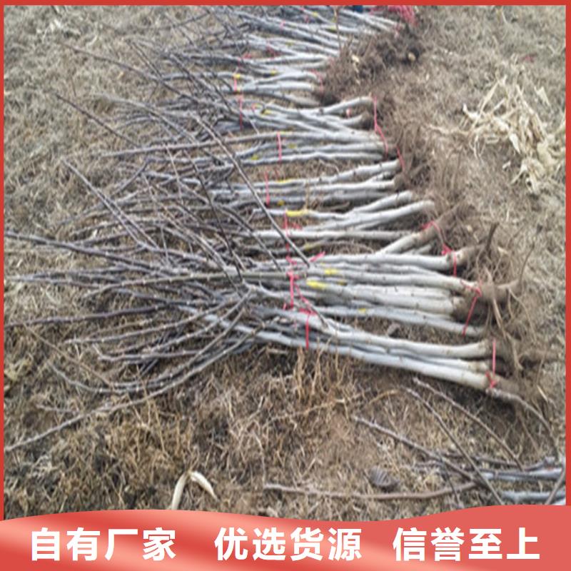 核桃苗黄金苹果树苗基地专注细节更放心