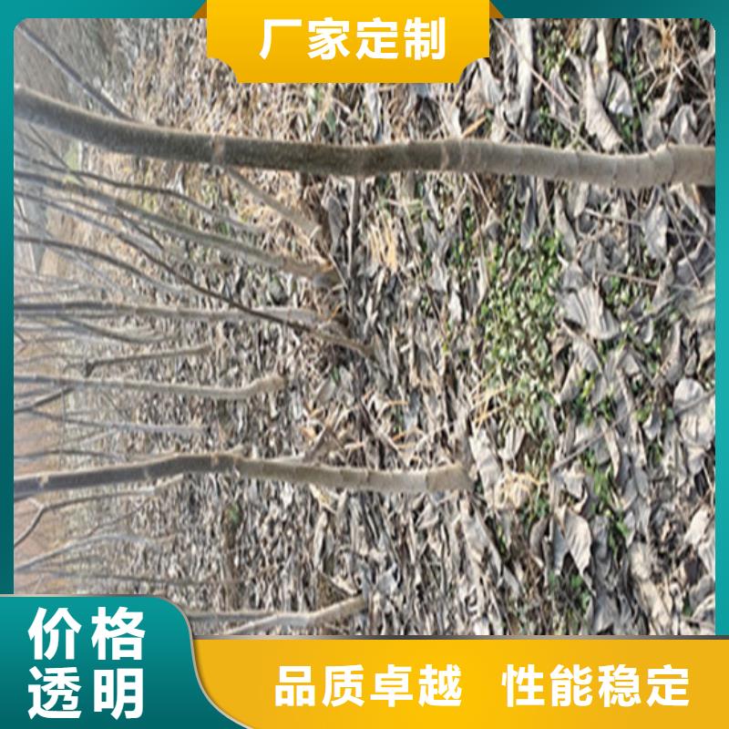 核桃苗西梅树苗实体厂家大量现货