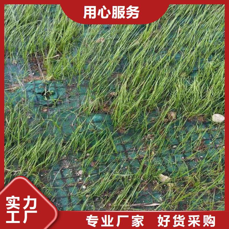 【椰丝毯】植草格详细参数