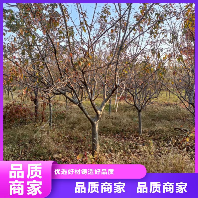 法桐-【炫丽海棠】专注细节使用放心