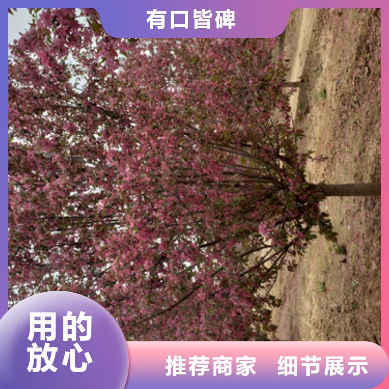 法桐-白蜡多年行业经验