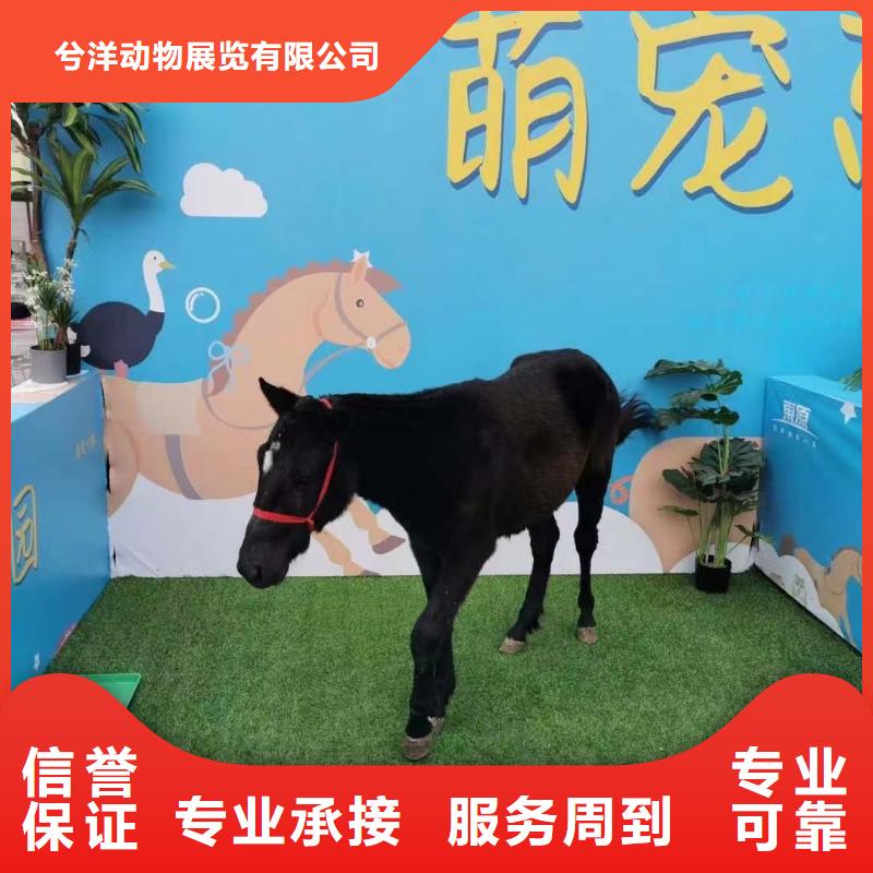 马戏团/羊驼小香猪宠物出租售后保障