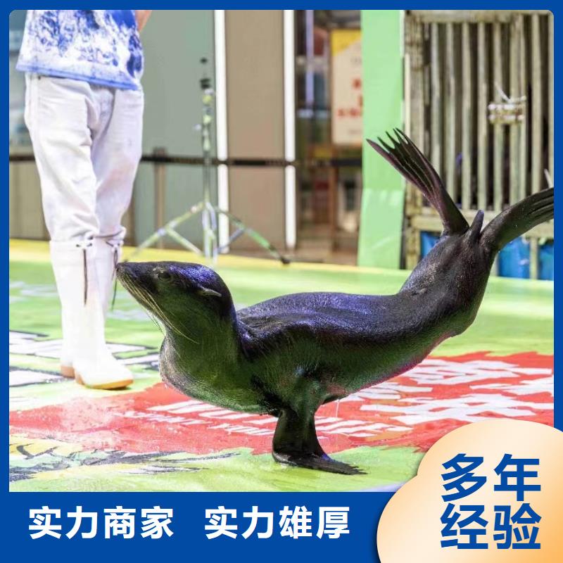 海洋主题动物表演水族海洋展欢迎询价