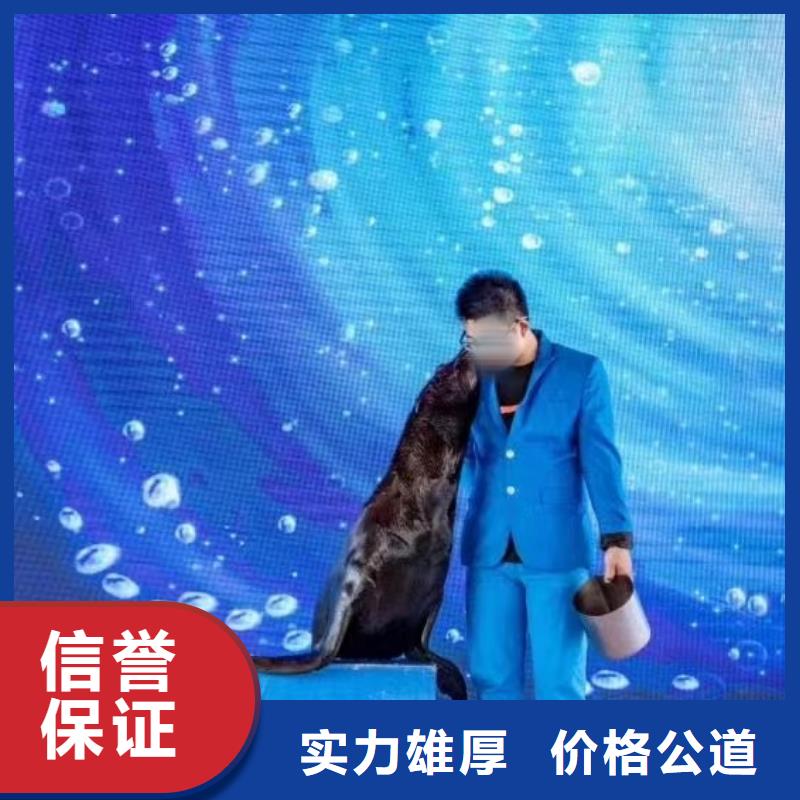 海洋主题动物表演-海洋展租赁收费合理