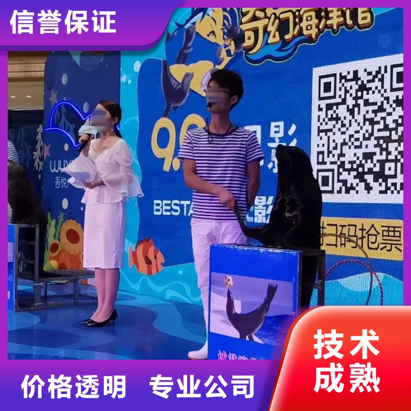 【海洋主题动物表演】羊驼出租一对一服务