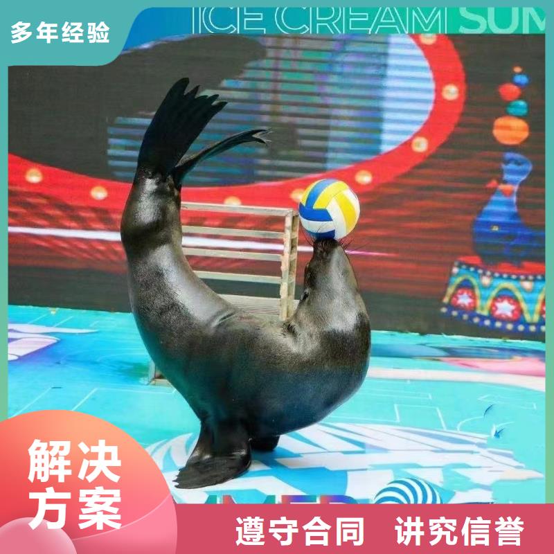 承接(兮洋)【海洋主题动物表演】 海狮表演出租案例丰富