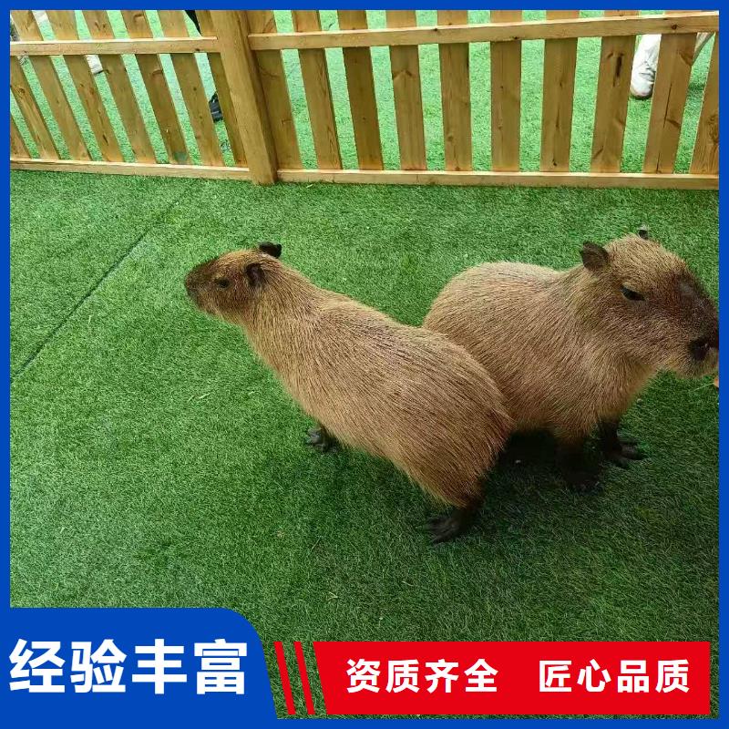 咸阳<长武> 本地 卡皮巴拉租赁厂家现货直发