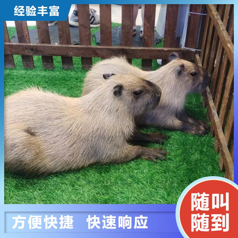 咸阳<长武> 本地 卡皮巴拉租赁厂家现货直发