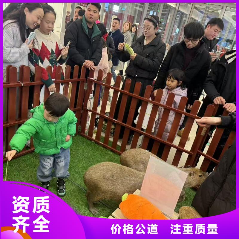 咸阳<长武> 本地 卡皮巴拉租赁厂家现货直发