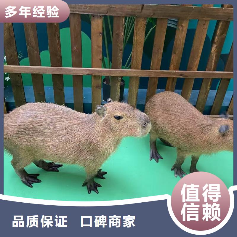 延边<图们>【当地】全年龄段适配产地