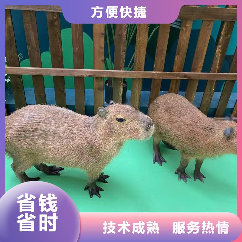 咸阳<长武> 本地 卡皮巴拉租赁厂家现货直发