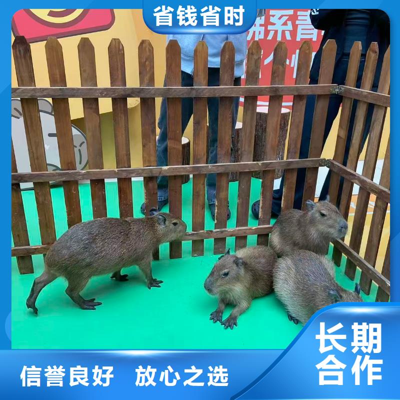 池州石台 当地 水豚出租新品正品