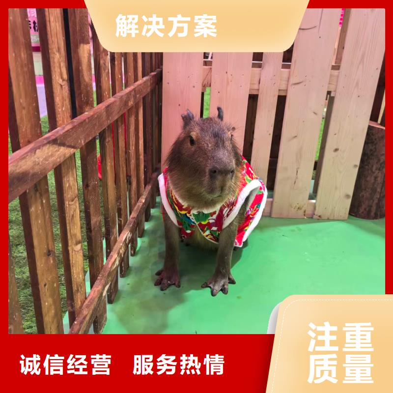 池州石台 当地 水豚出租新品正品