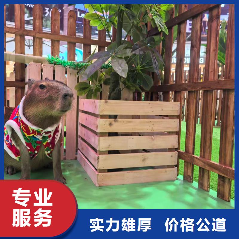 商场暖场新乡原阳【本地】厂家价格优惠