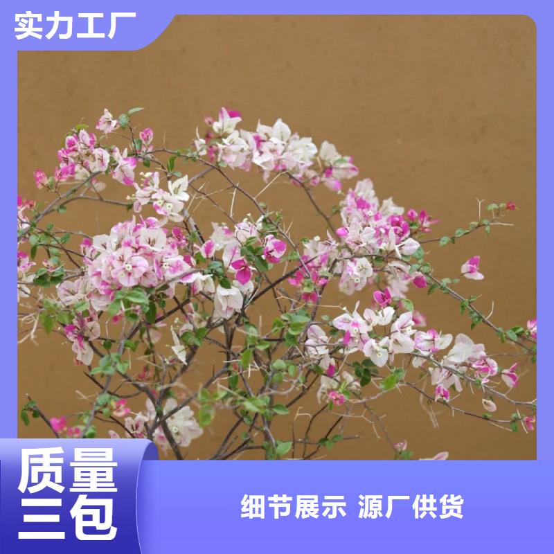 泥巴墙漆，老房翻新，民宿改造，稻秸秆漆定制厂家