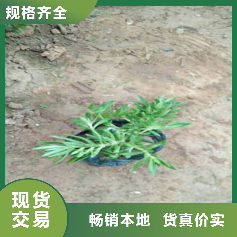 【时令草花耐寒耐旱草花基地品质优选】