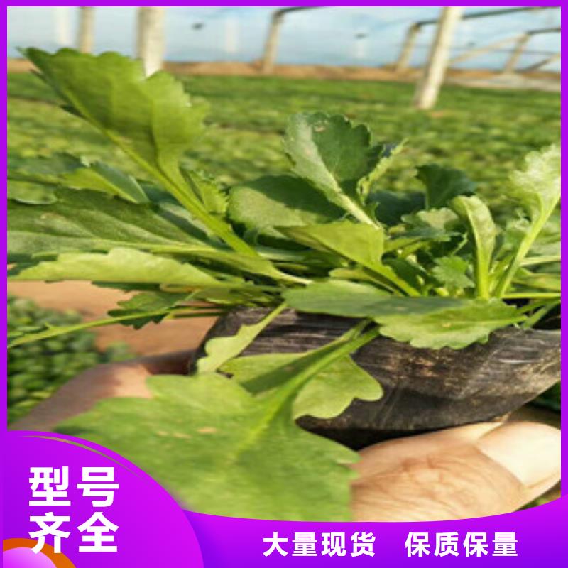 【时令草花水生植物/荷花睡莲保质保量】