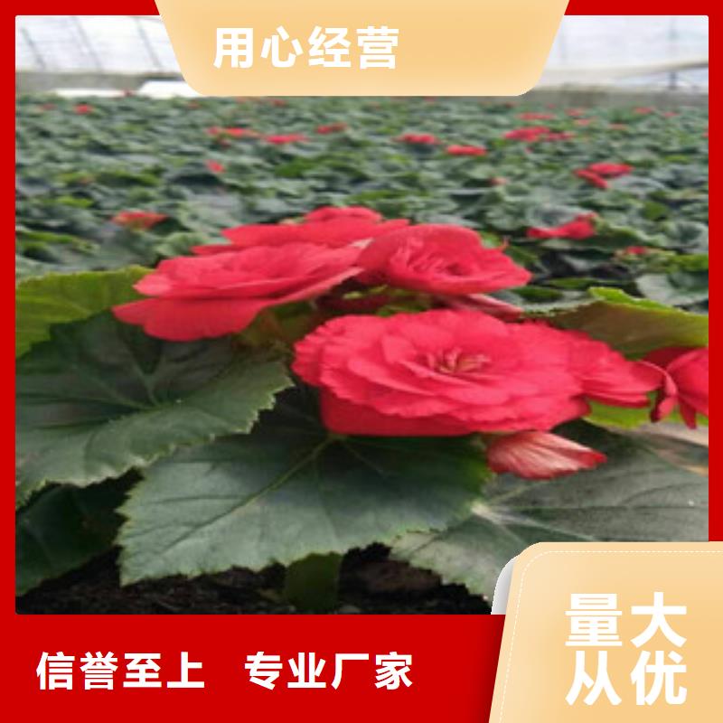 【时令草花花海景观工程自产自销】