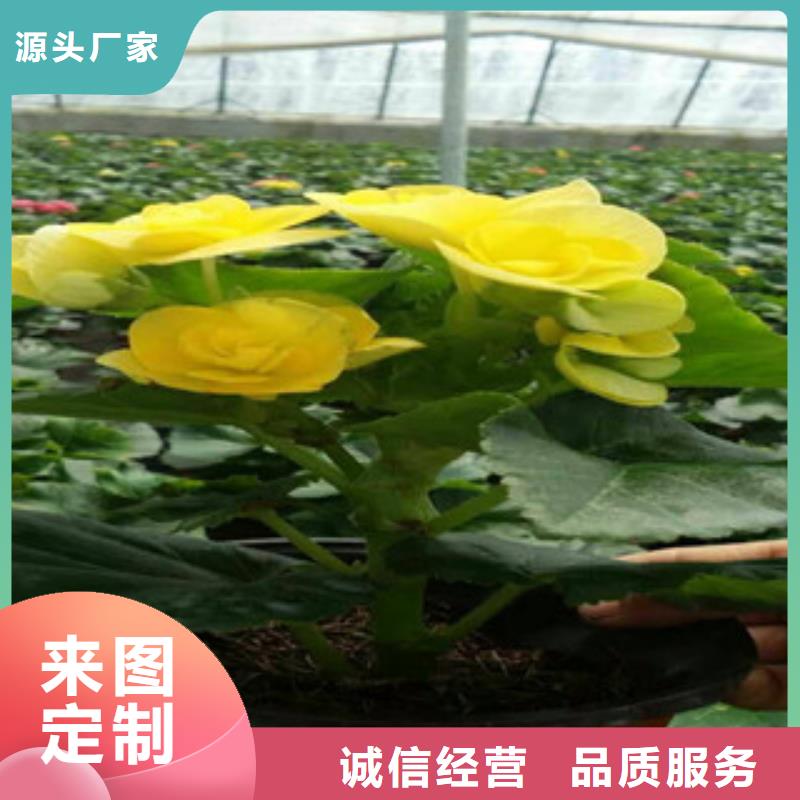 【时令草花花海景观工程自产自销】