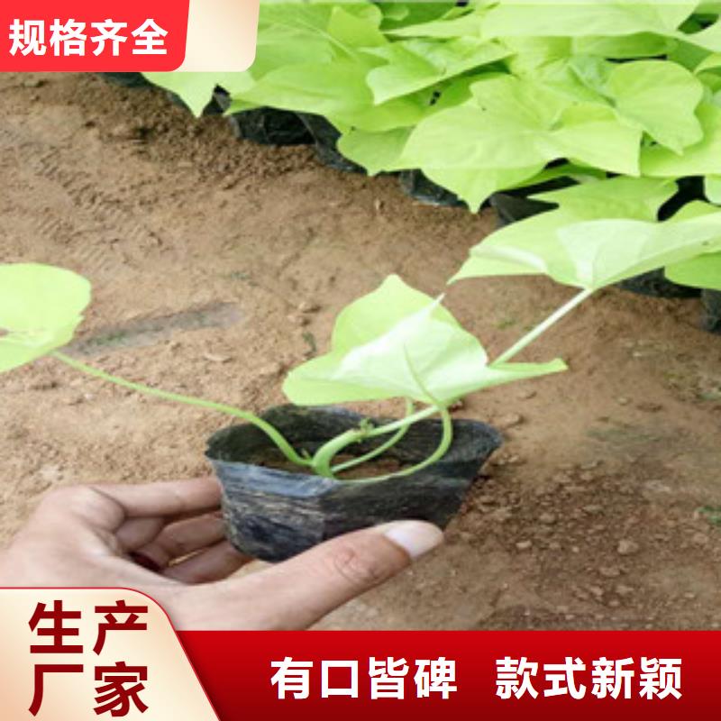 时令草花花海景观工程专注细节专注品质