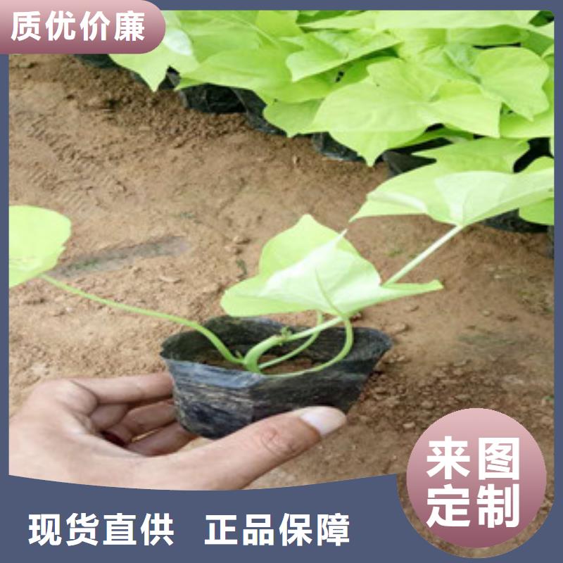 【时令草花五一国庆草花批发设计制造销售服务一体】