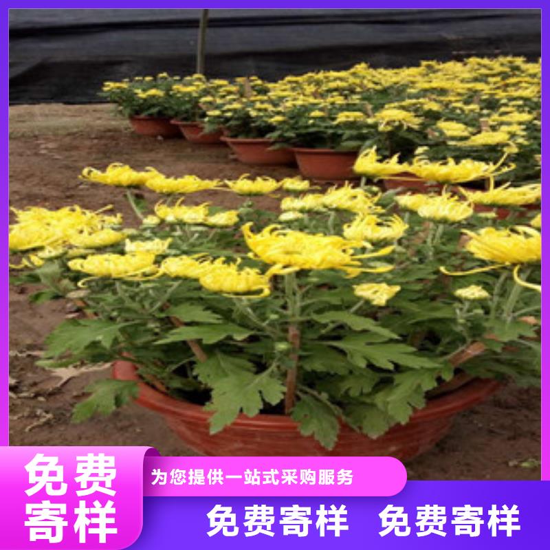 【时令草花宿根花卉基地一站式厂家】