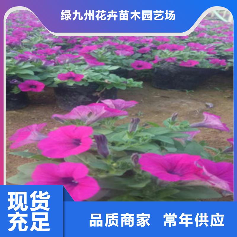 时令草花耐寒耐旱草花基地采购