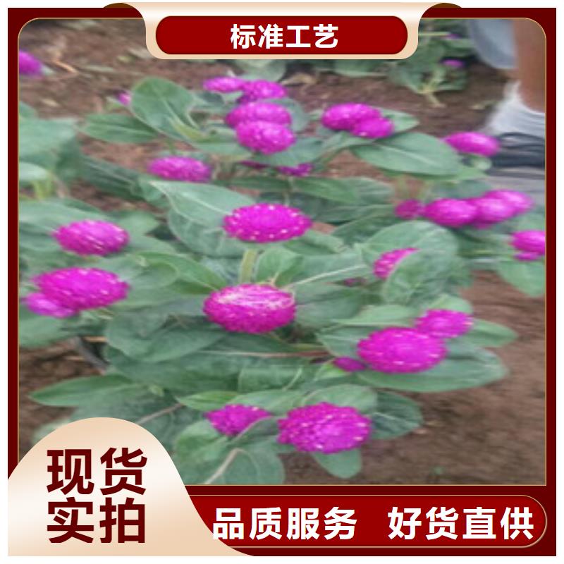 【时令草花花海景观工程自产自销】