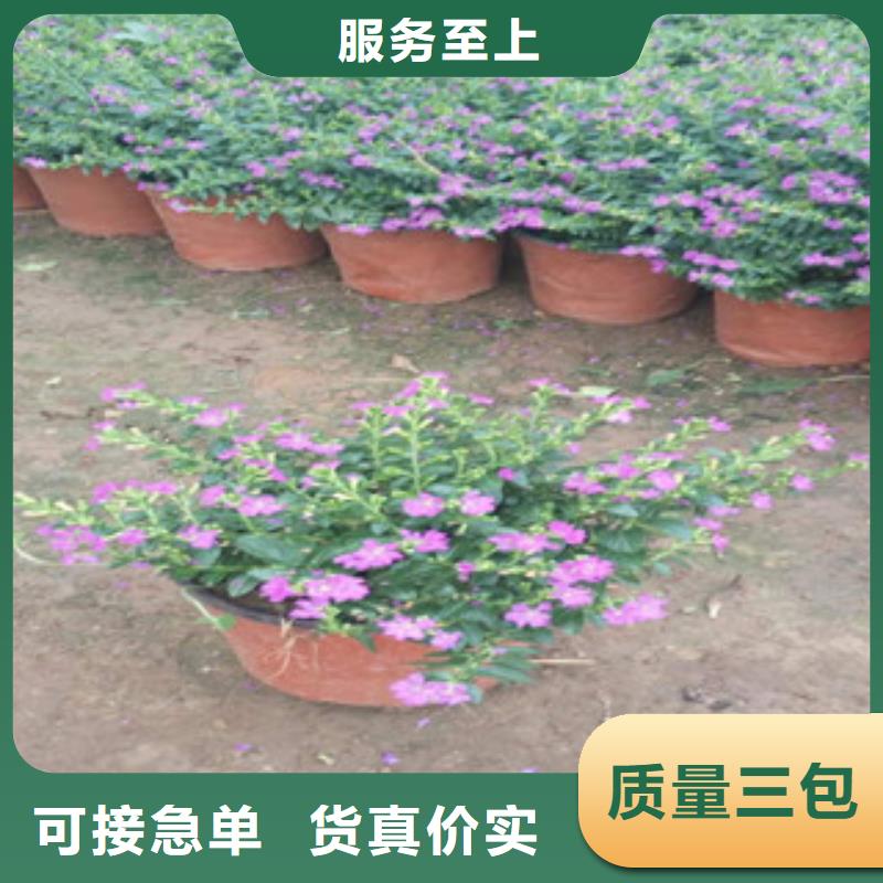 【时令草花花海景观工程自产自销】