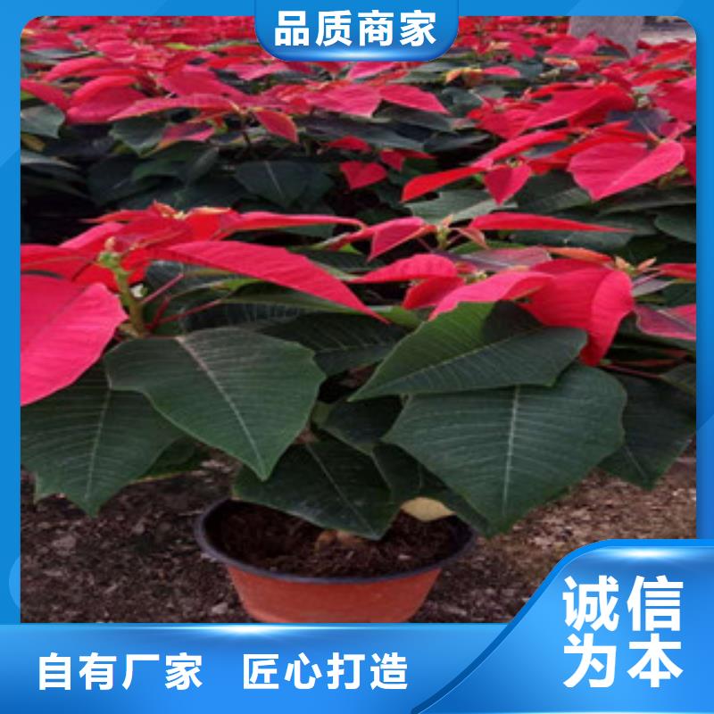 【时令草花】花海景观工程型号齐全