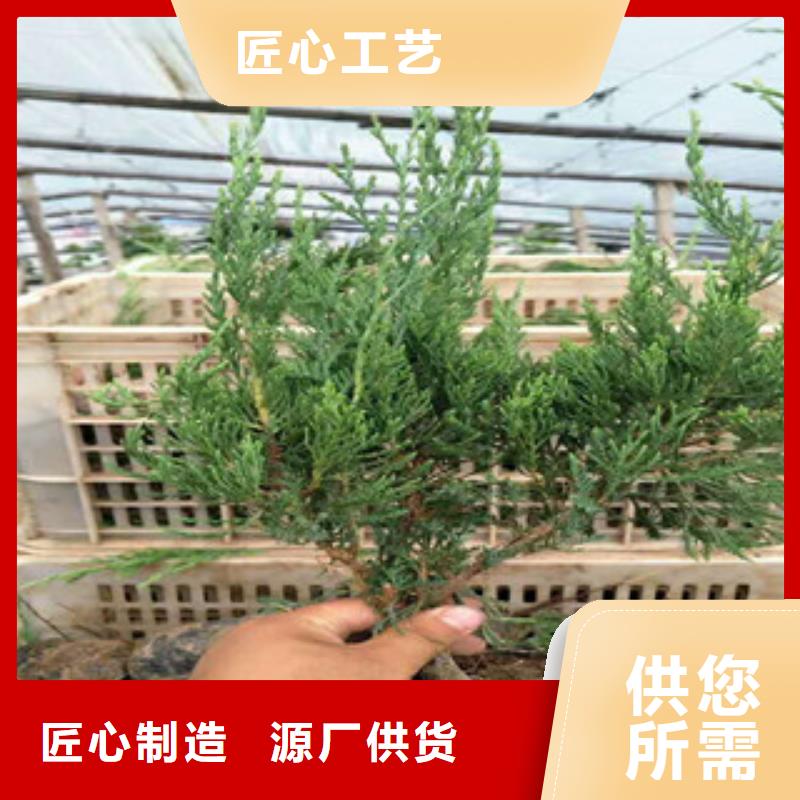 时令草花花海景观工程专注细节专注品质