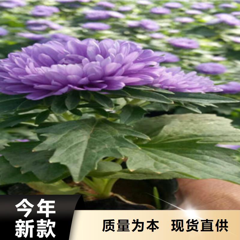 【时令草花宿根花卉基地价格公道合理】