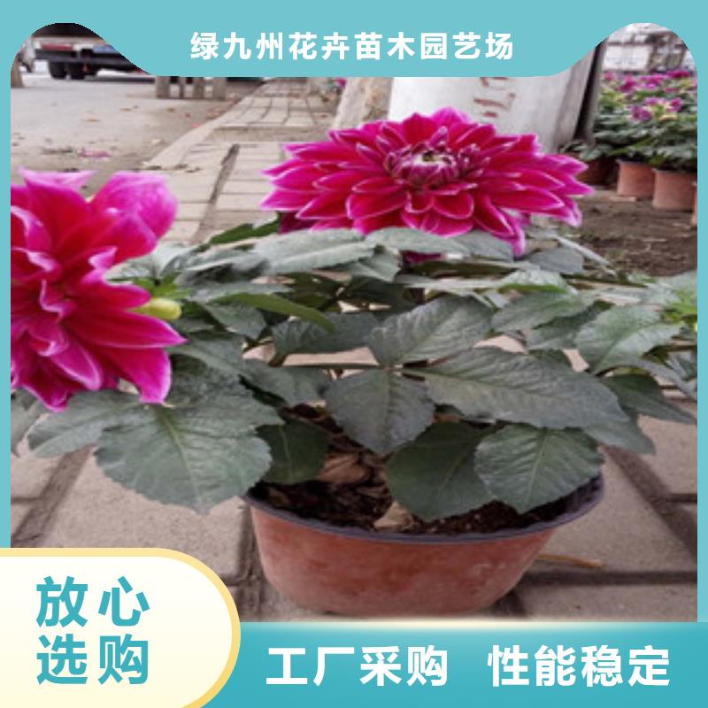 时令草花花海景观工程产地直销