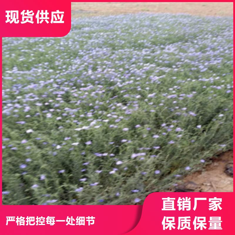 宿根花卉时令花卉/绿化草花价格品质值得信赖