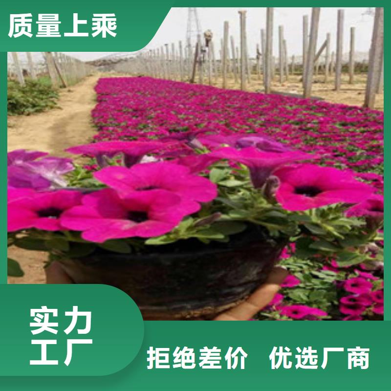 宿根花卉-耐寒耐旱草花基地厂家工艺先进