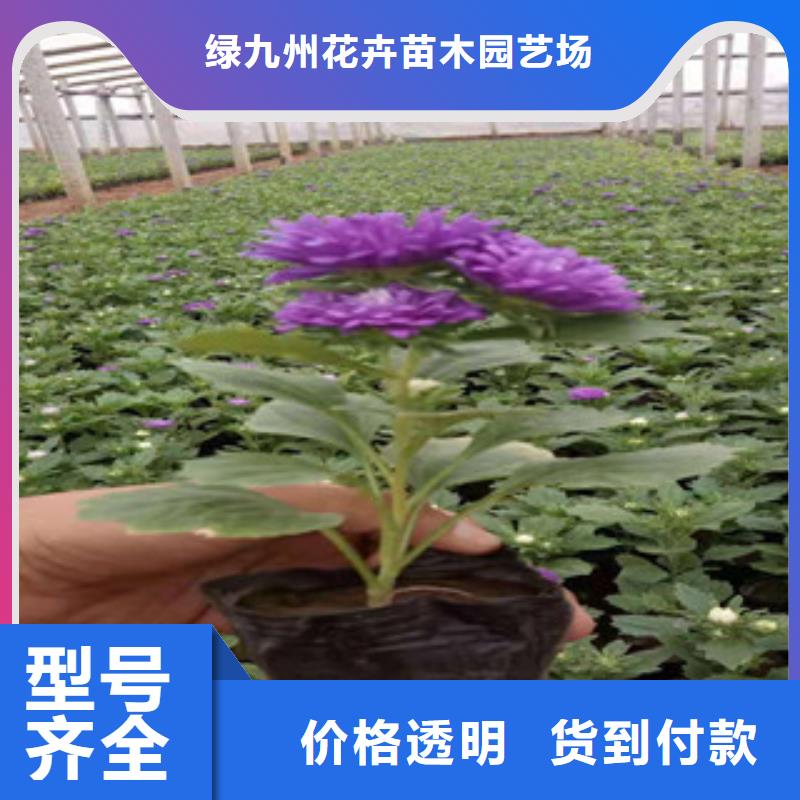 宿根花卉柳叶马鞭草/薰衣草质量无忧