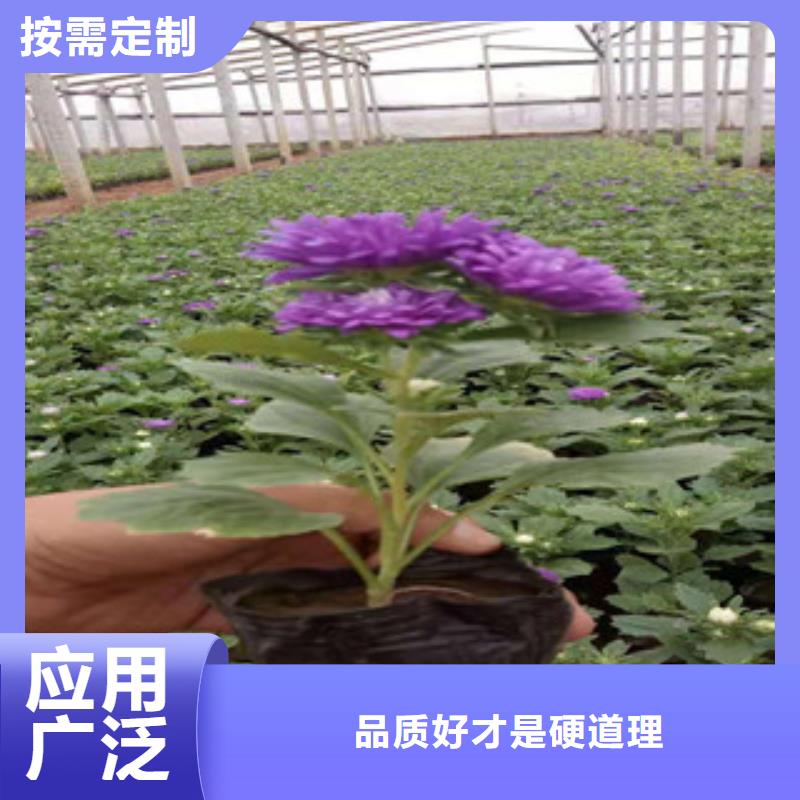 【宿根花卉】,花海景观工程客户满意度高