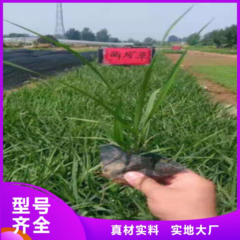 宿根花卉观赏草/蒲苇狼尾草量大从优