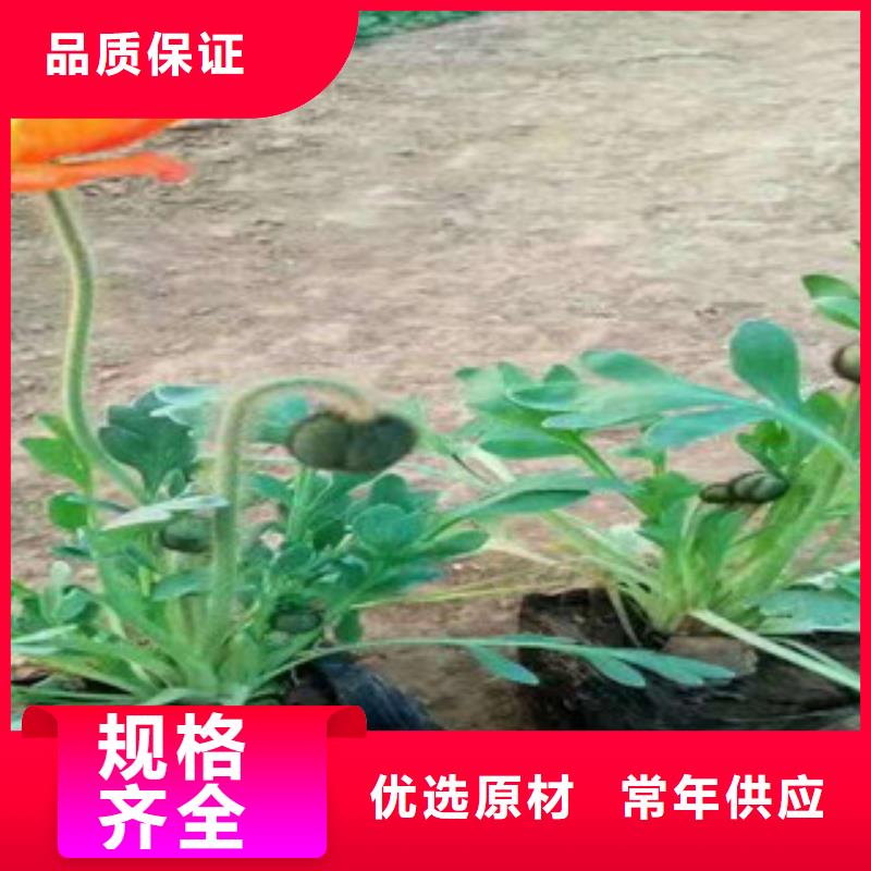 宿根花卉观赏草/蒲苇狼尾草量大从优