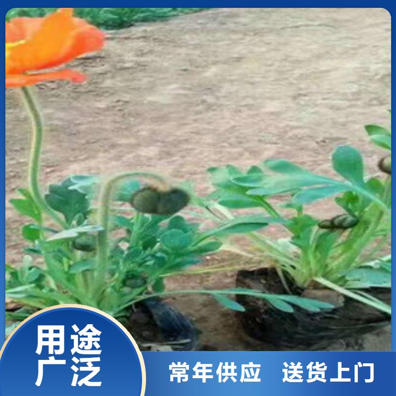 宿根花卉柳叶马鞭草/薰衣草质量无忧