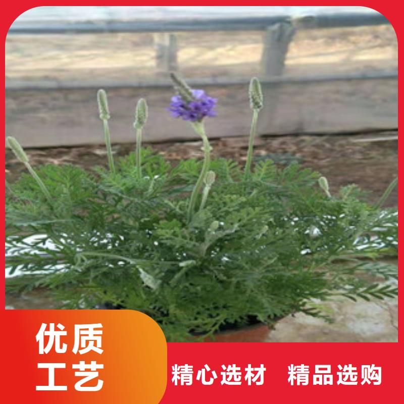 宿根花卉_【观赏草/蒲苇狼尾草】产品优势特点