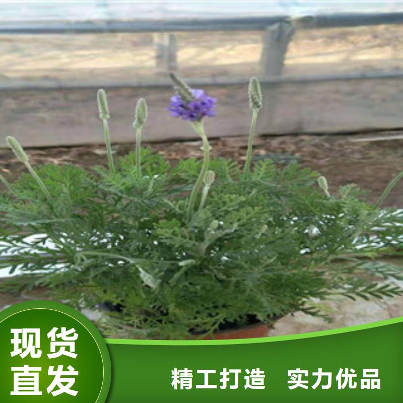 【宿根花卉柳叶马鞭草/薰衣草多年行业经验】