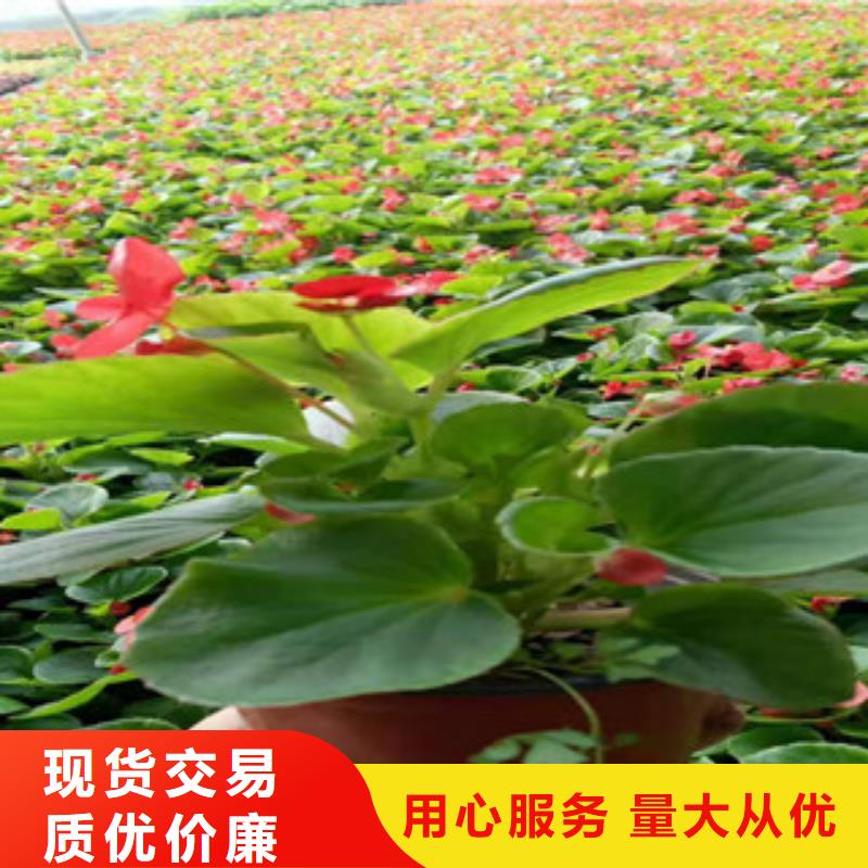 【宿根花卉柳叶马鞭草/薰衣草多年行业经验】