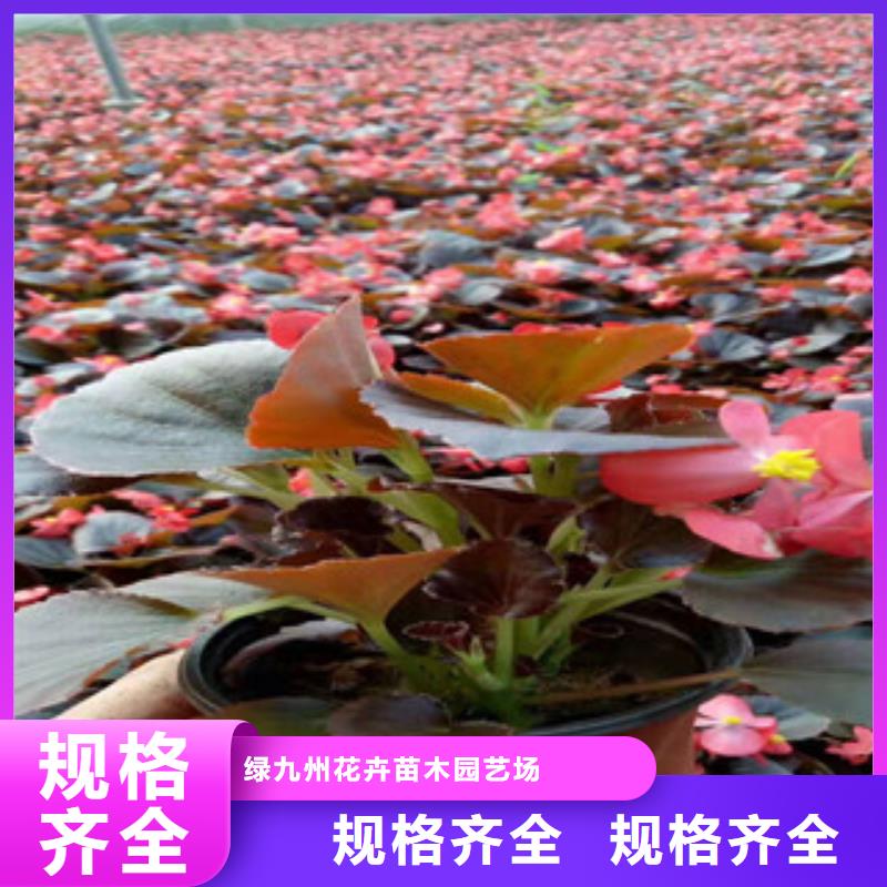 【宿根花卉柳叶马鞭草/薰衣草多年行业经验】