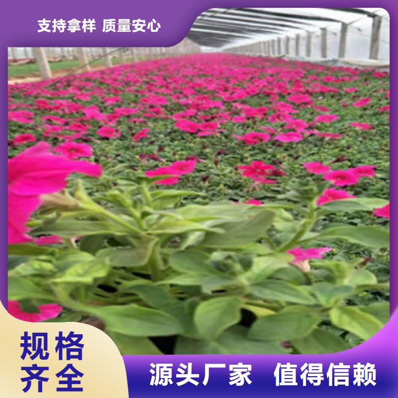 【宿根花卉_花海景观工程经验丰富品质可靠】